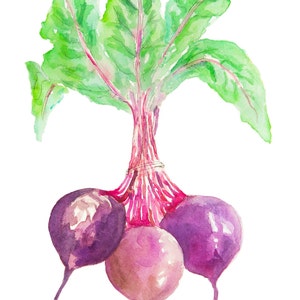 May include: Watercolour painting of three purple beetroot with green leaves. The beetroot are connected at the top by a bundle of pink stems.