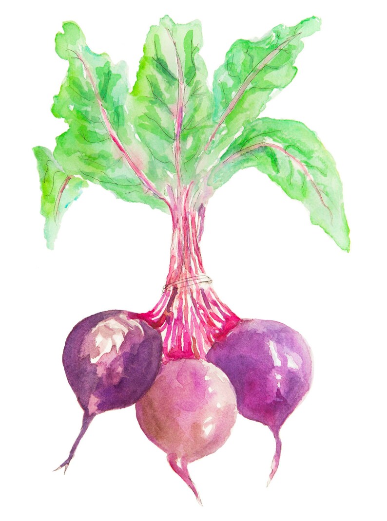 May include: Watercolour painting of three purple beetroot with green leaves. The beetroot are connected at the top by a bundle of pink stems.