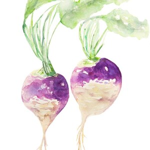 May include: Watercolor painting of two purple and white turnips with green leaves.