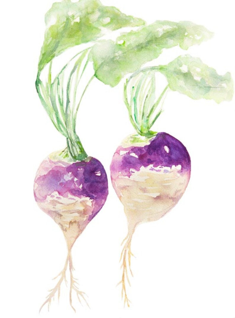 May include: Watercolor painting of two purple and white turnips with green leaves.