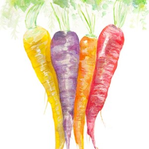 May include: Four carrots in a watercolor painting. The carrots are arranged vertically, with the tops of the carrots at the top of the image. The carrots are yellow, purple, orange, and red. The carrots are painted in a realistic style, with visible details such as the roots and the leaves.