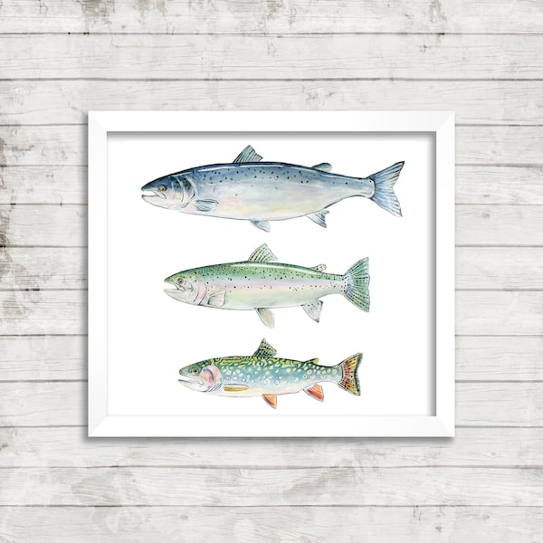 Pode incluir: Uma impressão emoldurada branca com três ilustrações de aquarela de diferentes tipos de peixes. O peixe de cima é um salmão, o peixe do meio é uma truta arco-íris e o peixe de baixo é uma truta de riacho.