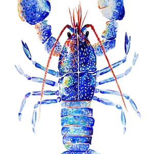 May include: A watercolor painting of a blue lobster with orange accents. The lobster is depicted in a detailed and realistic style, with its claws, antennae, and body clearly visible.