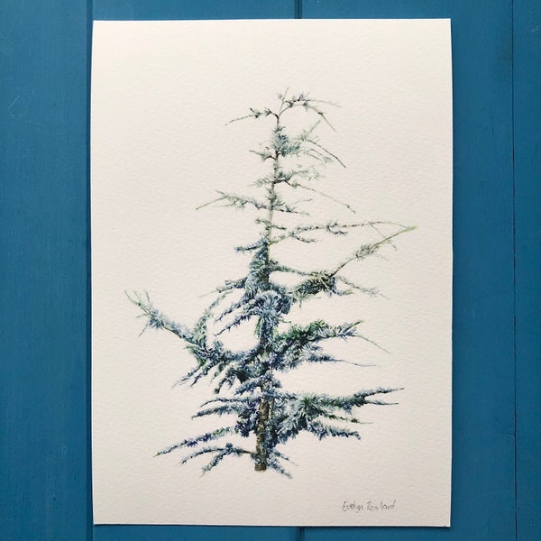 Blue atlas cedar tree giclee print from an original botanical watercolour painting