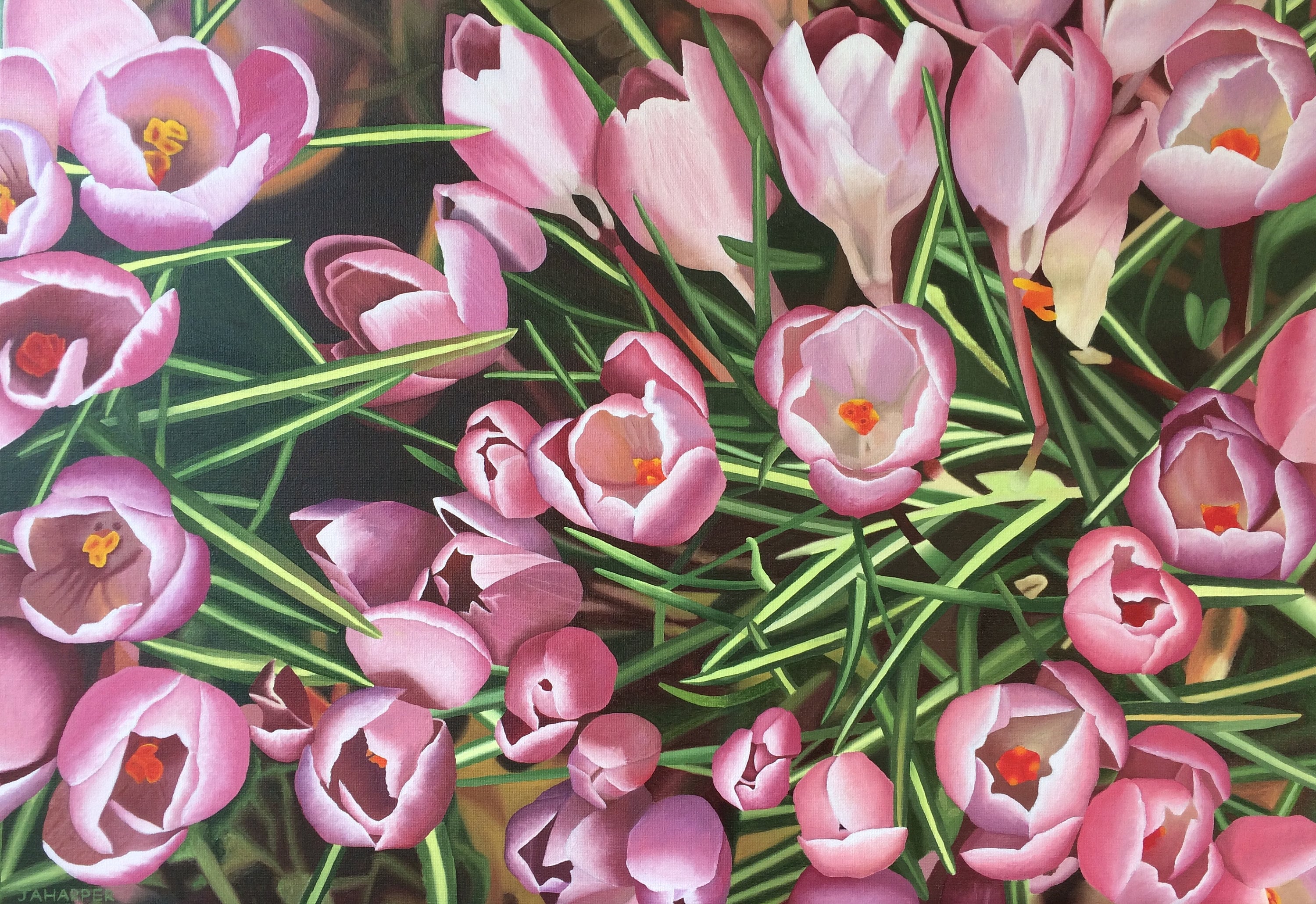 Pink Crocus Oil Painting: Spring Floral Field, Framed Art (26x18