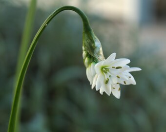 Wild Garlic Flower,  Instant download photography