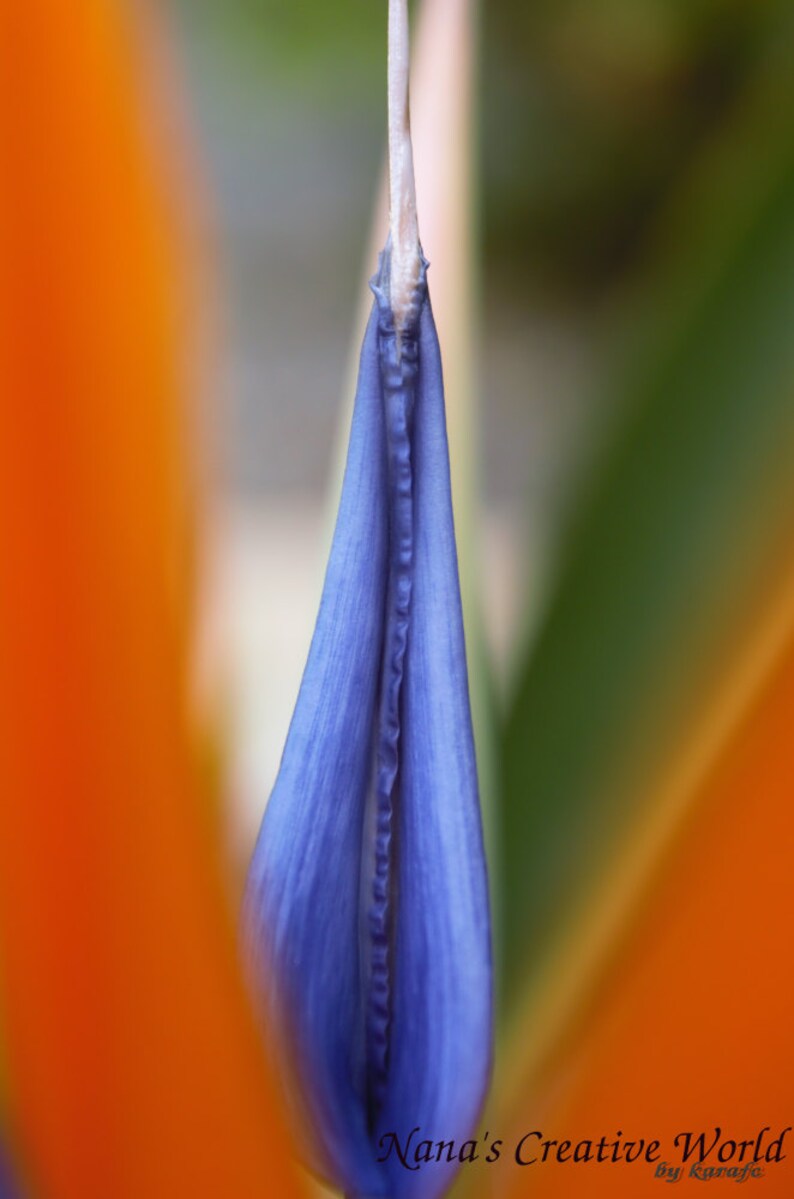 Bird of paradise flower, Digital download, Nature photography, Flower photography,Photo art printable,Instant download, Printable photo, Art image 1