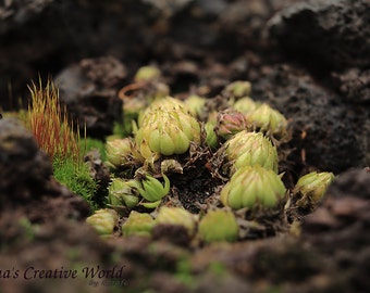 Plants on the rock, Instant download photography, Nature photography, Close up photography, Printable photo, Photo wall decor,