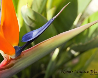 Bird of paradise flower, Digital download, Nature photography, Flower photography,Photo art printable,Instant download, Printable photo