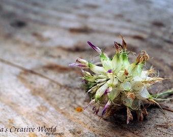 Instant download photography, Printable photo, Wall art, Close up nature photography,Strange shaped flower