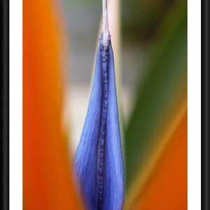 Bird of paradise flower, Digital download, Nature photography, Flower photography,Photo art printable,Instant download, Printable photo, Art image 2