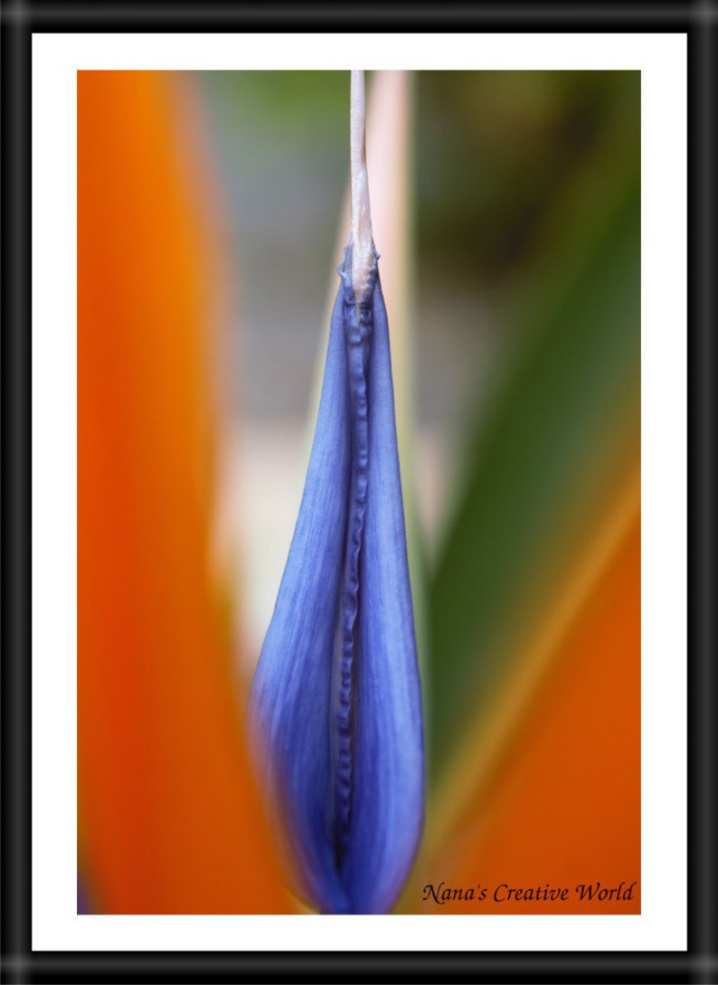 Bird of paradise flower, Digital download, Nature photography, Flower photography,Photo art printable,Instant download, Printable photo, Art image 2
