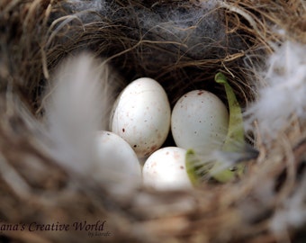 Bird's nest,   Instant download photography