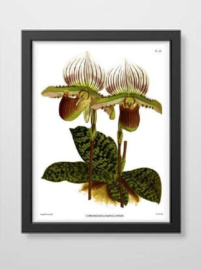 Wedding gift Orchid plants Floral Wall Art Antique Orchid Prints set of three Tropical Flowers Botanical Floral illustrations