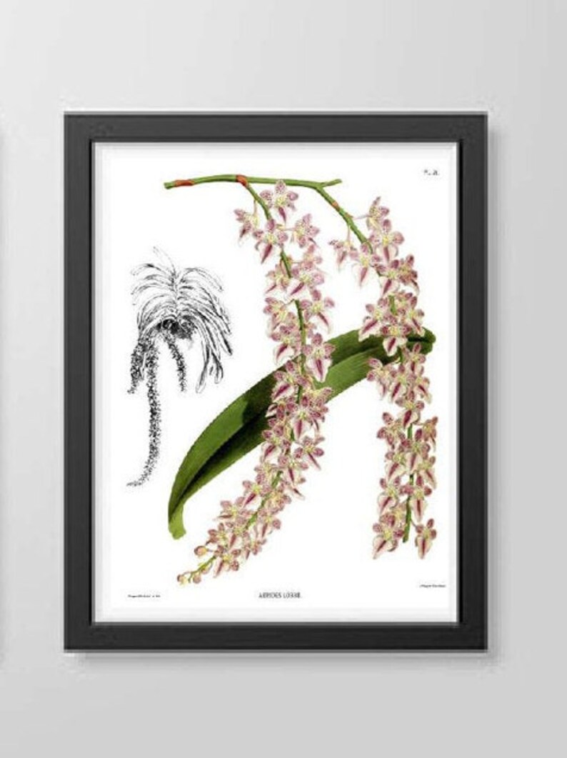 Wedding gift Orchid plants Floral Wall Art Antique Orchid Prints set of three Tropical Flowers Botanical Floral illustrations