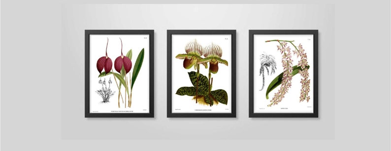 Wedding gift Orchid plants Floral Wall Art Antique Orchid Prints set of three Tropical Flowers Botanical Floral illustrations