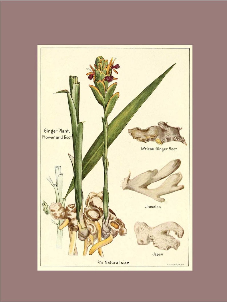 Ginger Botanical Print Spice Kitchen Decor Vintage Wall Art Picture Poster Gift