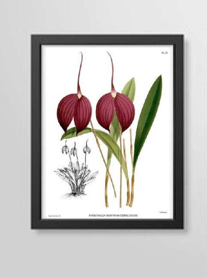 Wedding gift Orchid plants Floral Wall Art Antique Orchid Prints set of three Tropical Flowers Botanical Floral illustrations