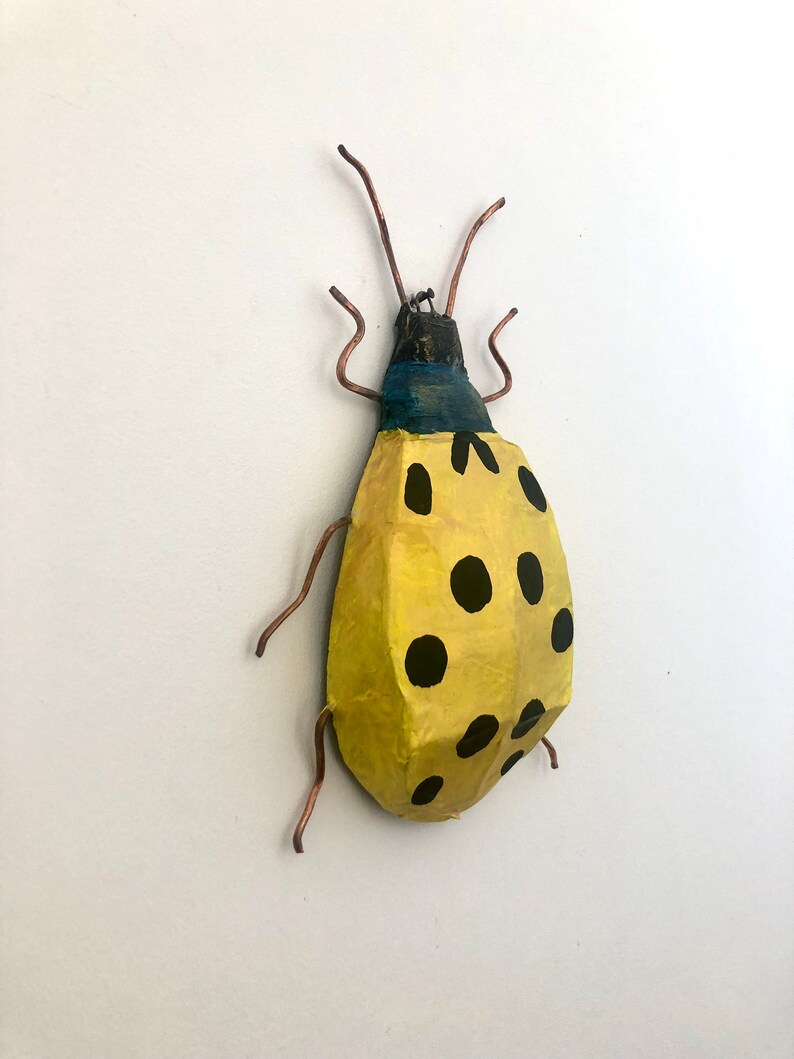 What do lady beetles eat image