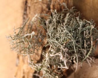 Usnea Powder - Powdered Lichen's from the Appalachian Mountains