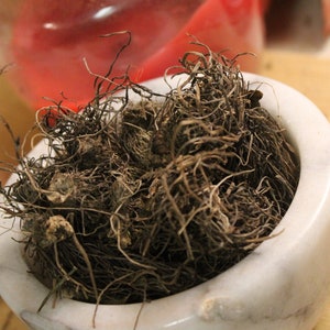 Plantain Root - 2025 Wild Harvest from the Appalachian Mountains