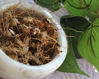 Wild Yam Root, Whole, Wild Harvest from the Appalachian Mountains