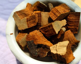 Cracked Cap Polypore Mushroom - 2025 Wild Harvested in the Appalachian Mountains
