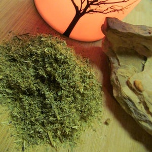 Mexican Dream Herb, Calea Zacatechichi