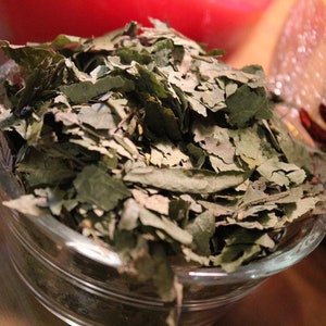 Sassafras Leaf, Dried Herb