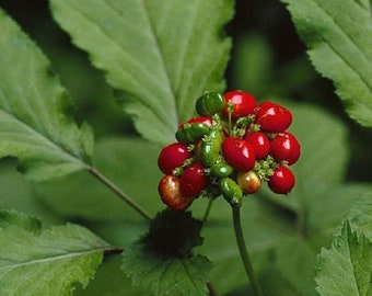 Ginseng Seeds - Grow your own Herbs, Ready to plant!