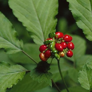 Ginseng Seeds - Grow your own Herbs, Ready to plant!