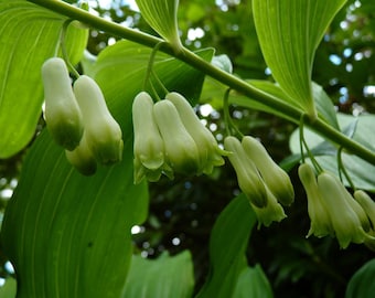 Solomons Seal Seeds -  Wild Harvested from the Appalachian Mountains