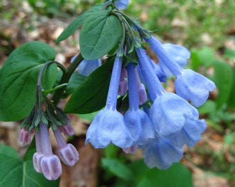 BLUEBELL SEEDS Double Pack-belles fleurs sauvages Native English Ciel profond 