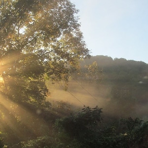May include: A bright sun shines through the branches of a tree, casting rays of light through the misty air. The sun is partially obscured by the leaves of the tree, creating a starburst effect. The background is a hazy forest with a hill in the distance.