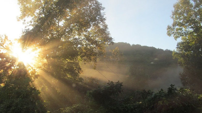May include: A bright sun shines through the branches of a tree, casting rays of light through the misty air. The sun is partially obscured by the leaves of the tree, creating a starburst effect. The background is a hazy forest with a hill in the distance.
