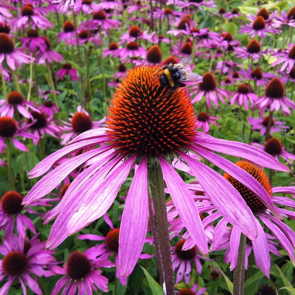 Echinacea Flower Powder - Appalachian Mountains Wild Harvest