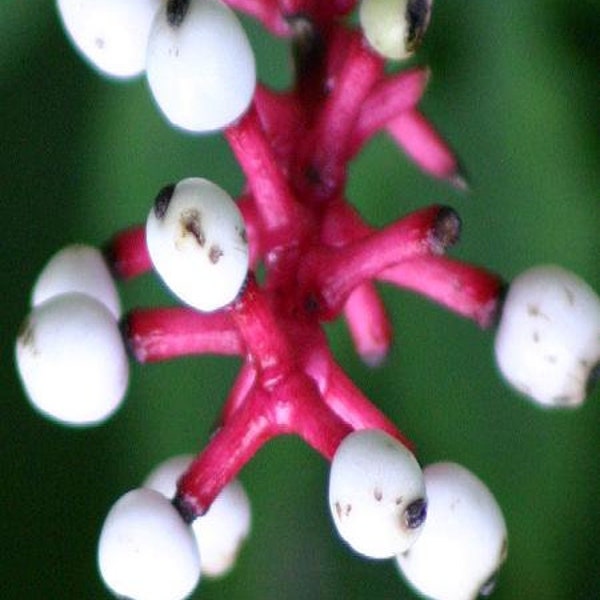 Dolls Eye Seeds, White Baneberry Ornamental Bush