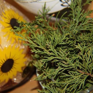 Cedar Tips - Fresh Organic Herbs, Wild Harvest from the Appalachian Mountains