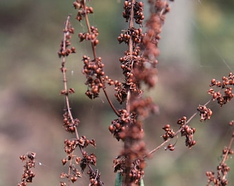 May include: Close-up of a dried plant with brown seed pods. The plant has a delicate, wispy appearance and is growing in a natural setting.