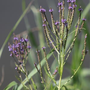 Verbena - Blue Vervain Seeds, Grow your own Native Herbs