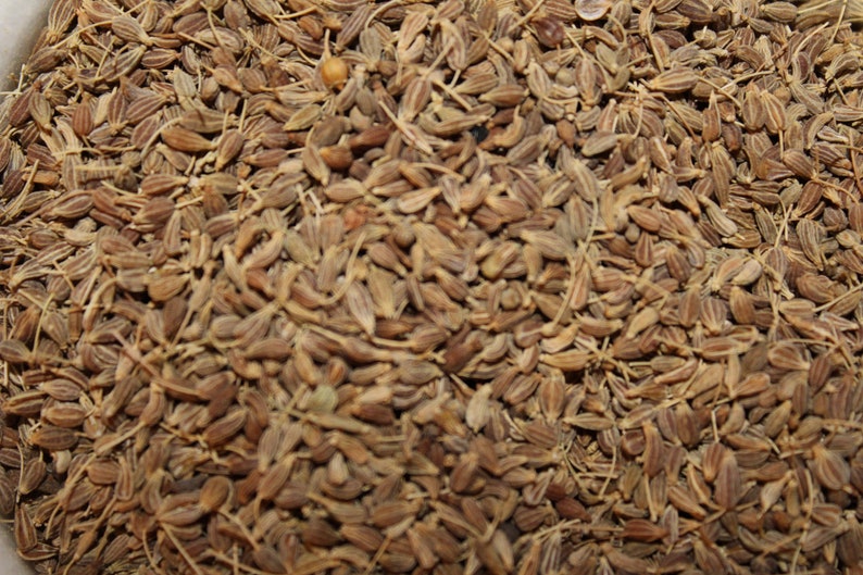 Anise Seed Seeds for Planting Grow Your Own Herbs Etsy