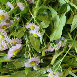 May include: A close-up of a bowl filled with delicate pink and white flowers and green stems. The flowers have yellow centers and are arranged in a natural, organic way.