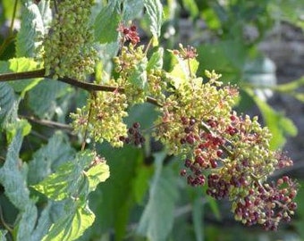 Spikenard Seeds