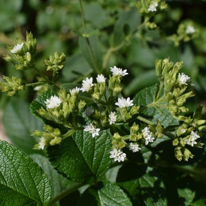 Puede incluir: Primer plano de una planta de stevia con flores blancas y hojas verdes.