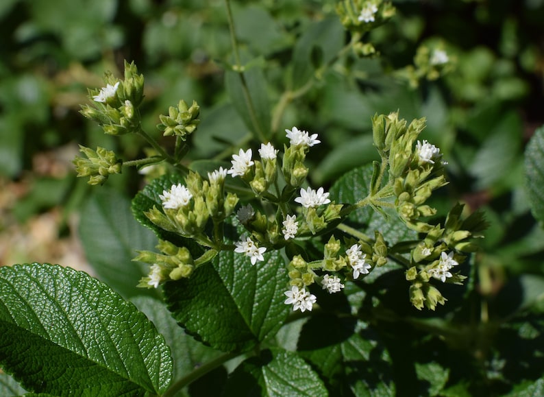 Puede incluir: Primer plano de una planta de stevia con flores blancas y hojas verdes.