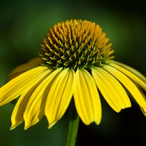 Yellow Coneflower Seeds - Wild Harvested Echinacea Seed, NON GMO, Ready to Plant image 2
