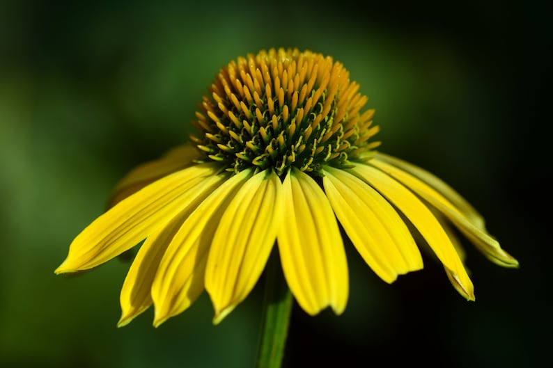 Yellow Coneflower Seeds - Wild Harvested Echinacea Seed, NON GMO, Ready to Plant image 2