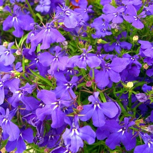 Blue Lobelia Seeds