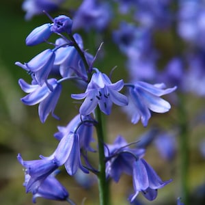 Bellflower Seeds - FREE SHIPPING on orders over 35 Dollars!  Grow your own Herbs !