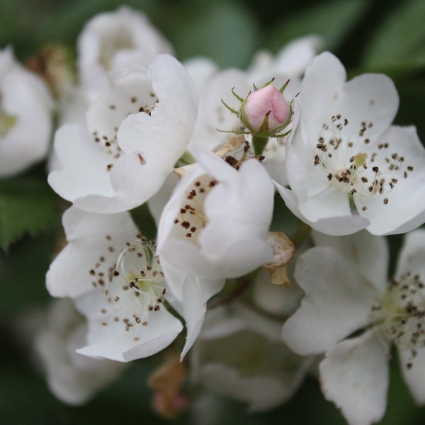 Wild White Roses Herb, Leaf, Stem and Flower - Spring 2024 Appalachian Mountains Wild Harvest